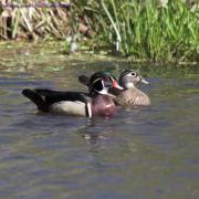 Ducks