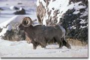Big Horn Ram