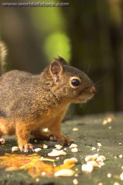 A Squirrel Eating A Nut
