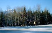 A family of Elk on the outskirts of Banff