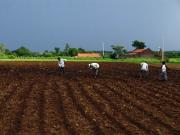 Black Diamond, thats what farmers in India call the Farms Black Diamond, thats what farmers in India call the Farms