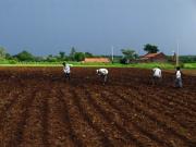 Black Diamond, thats what farmers in India call the Farms