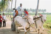 Enjoy The Bullock Cart Ride free of cost