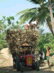 eat raw sugar cane ...just before  going for crushing to make sugar