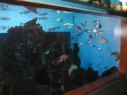 We have an exotic Aquarium in Barcelona We have an exotic Aquarium in Barcelona