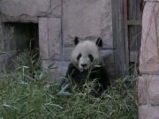 China loves their Panda's. But treats all their other animals like crap. Don't go to the zoo.