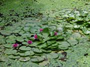 Water Lilies.