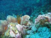 Coral Formations, Ambergris Cayes Coral Formations, Ambergris Cayes