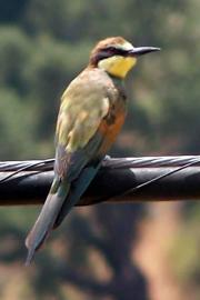 Bee Eaters migrating past Benarrabá Bee Eaters migrating past Benarrabá