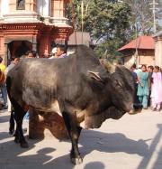 Brahma bulls & cows wander the streets amongst the people. Cows are sacred Hindu gods. Brahma bulls & cows wander the streets amongst the people. Cows are sacred Hindu gods.