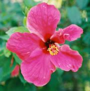 flower on Boracay