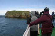 Bird watching at Stykkisholmur Bird watching at Stykkisholmur