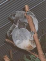 Brisbane travelogue picture