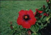hibiscus