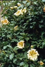 awesome flowers