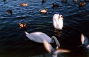 Swans