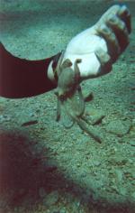 Budrum travelogue picture