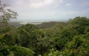 Daintree Rainforest