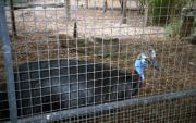 The Cassowary