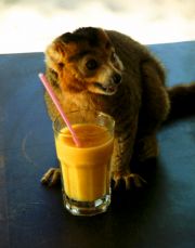 Crown Lemur is drinking my papaya juice Crown Lemur is drinking my papaya juice