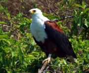African Fish Eagle