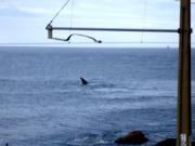 Onshore whale watching