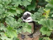 Jackass Penguins at Bolders Bay Jackass Penguins at Bolders Bay