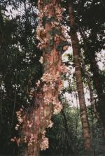 Cape Tribulation travelogue picture