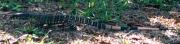Cape Tribulation travelogue picture