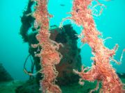 Coral and fans starting to grow on the purpose sunk wreck