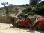 Camel ride in the hills