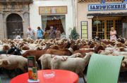 Sheep and goats running past my table Sheep and goats running past my table