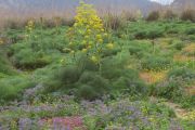 Spring in Sicily