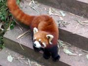 Red Panda!