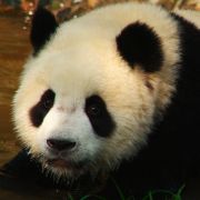 Giant Panda cub