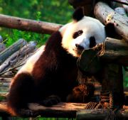 Adult Giant Panda