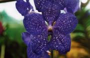 Orchid