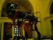 Sue the T-Rex