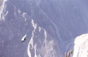 Condor over Colca Canyon