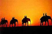 Elephants