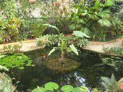 In the Botanical Gardens