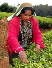 Nuwara Eliya - Tea Picker with wicker basker Nuwara Eliya - Tea Picker with wicker basker