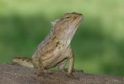 Iguana at close quarters