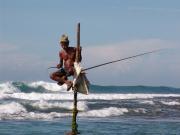 Koggala Stilt Fisherman