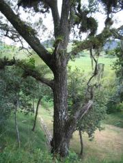 Comitan travelogue picture