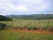 Comitan travelogue picture