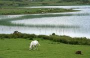 Connemara Ponies