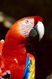 Copan travelogue picture