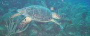 sea turtle that accepted us swimming with it