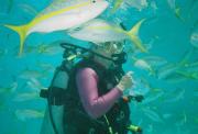 feeding fish on a dive